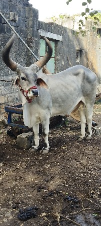 બળદ વેચવાના છે