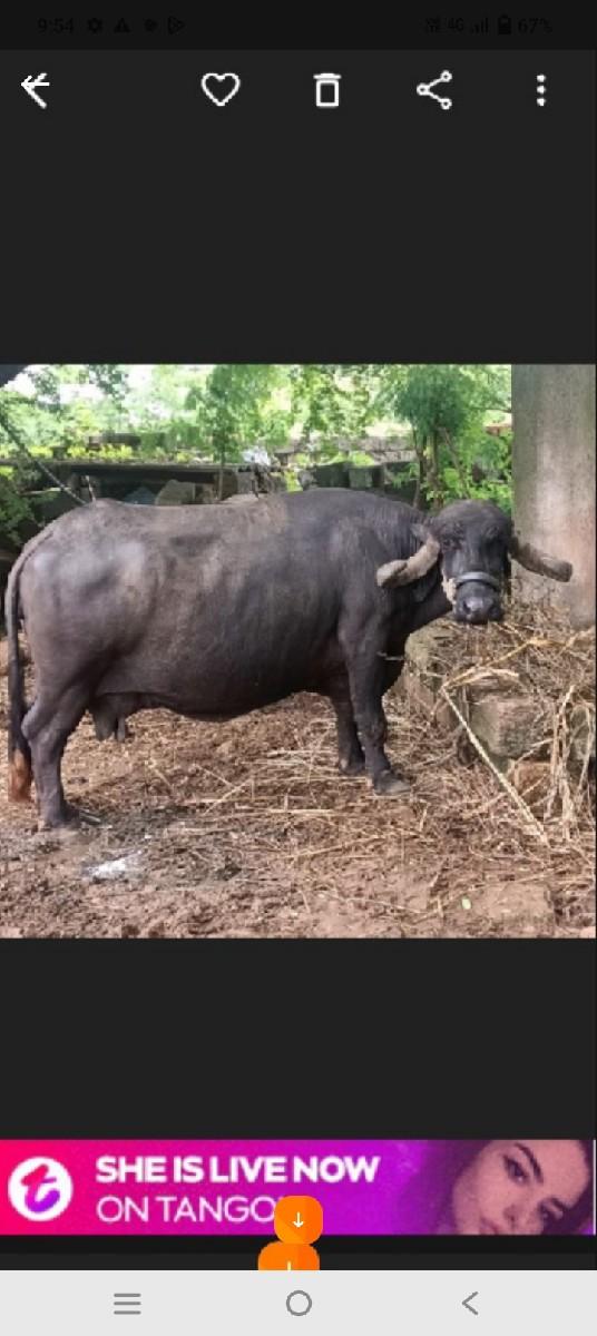 થંબનેલ 3