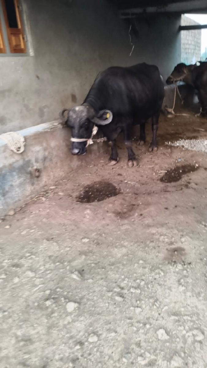 થંબનેલ 3