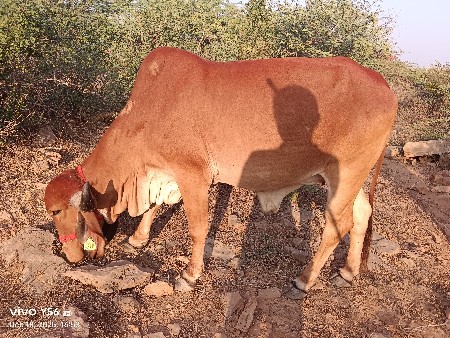 थंबनेल 2