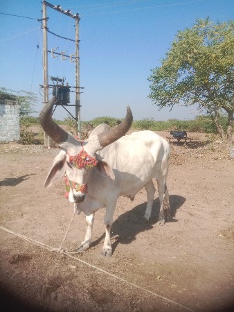 થંબનેલ 3