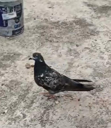 કબૂતર વેચવાના છે