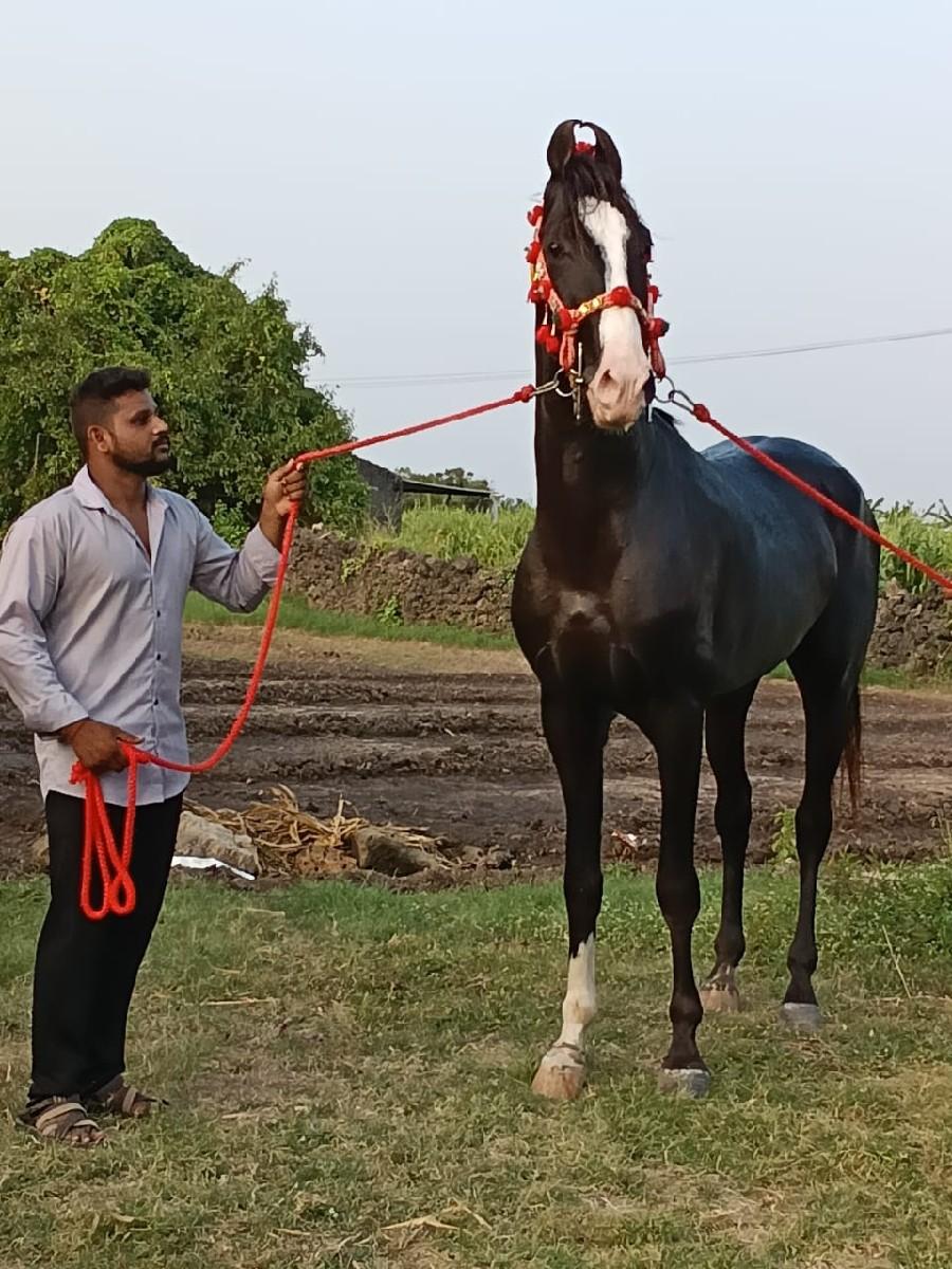 ઘોડી બતાવા માટે