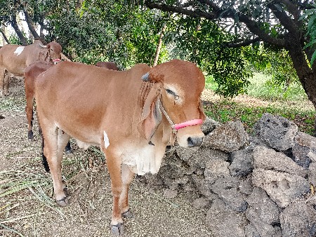 ગીર હોડકી વેચવા ની છે.