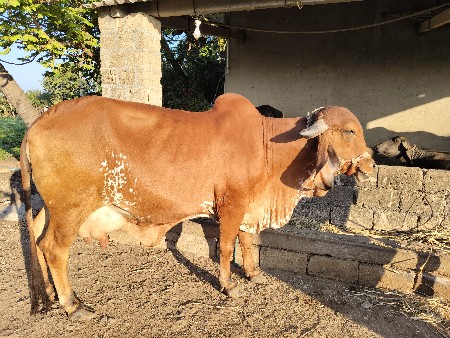ગાય વેચવાની છે