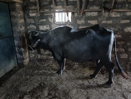 थंबनेल 2