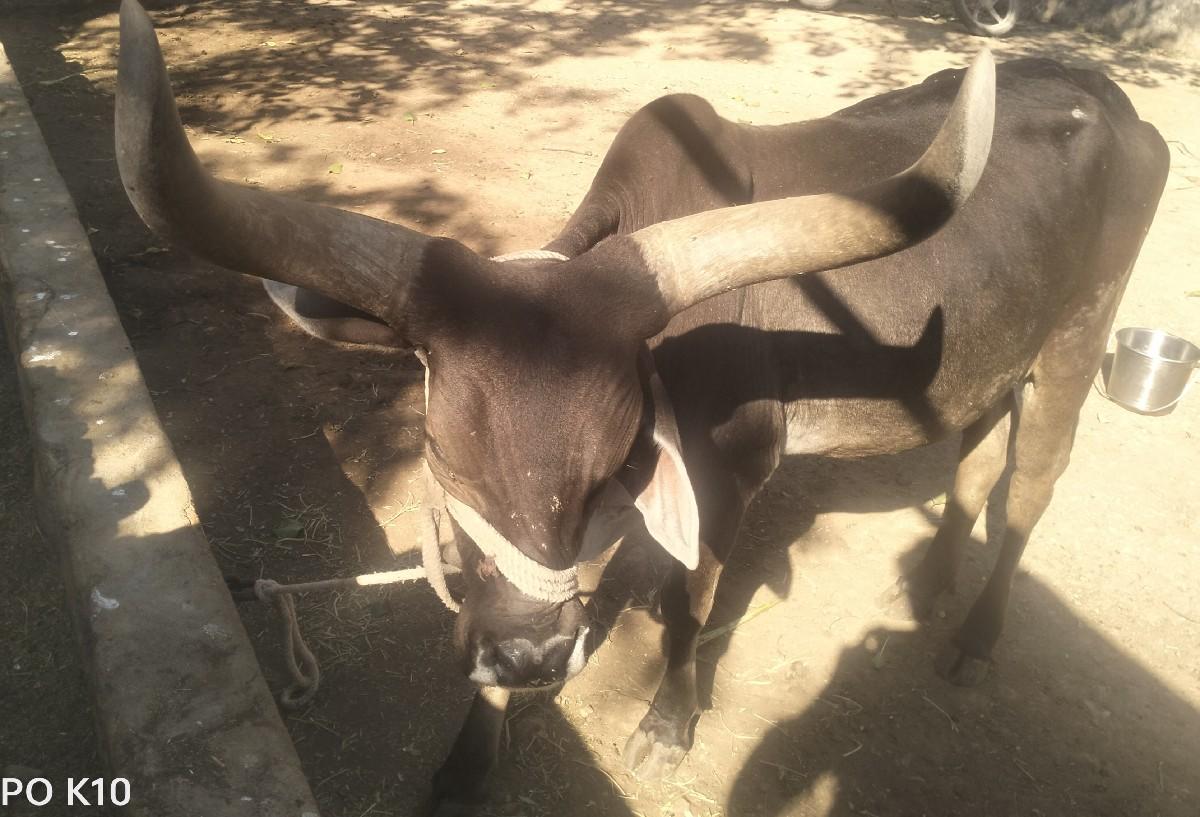 ગાય વેચવાની છે