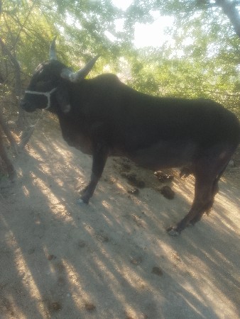 ગાય વેચવાની છે