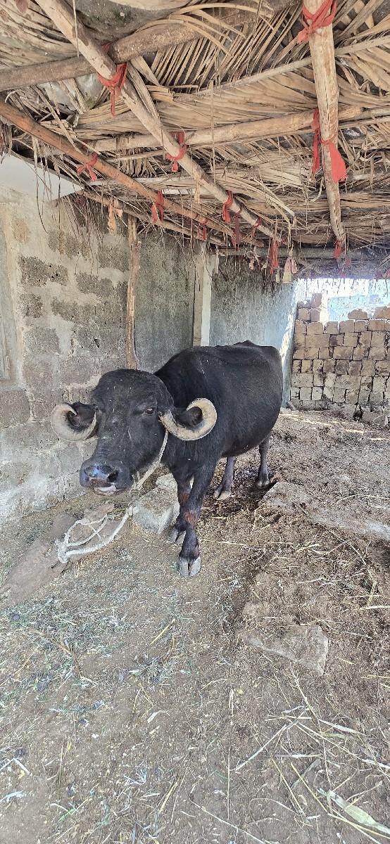 थंबनेल 2