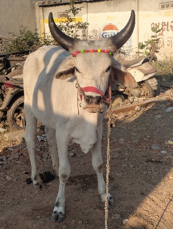 थंबनेल 2