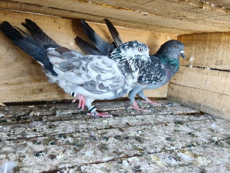 थंबनेल 2