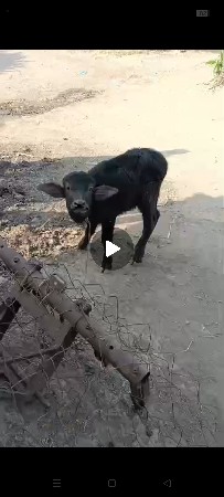 જાફરાબાદી ખડાય સે