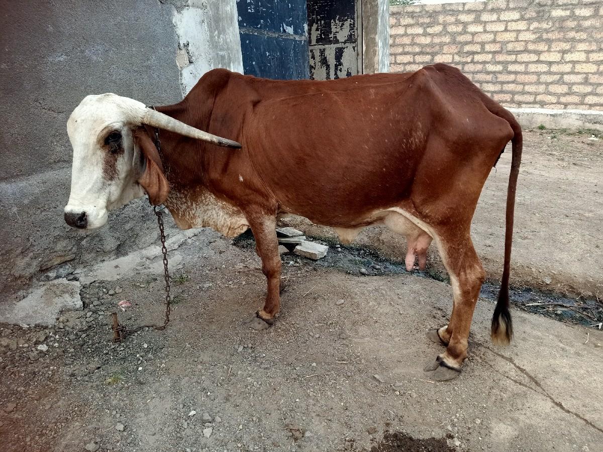 થંબનેલ 2