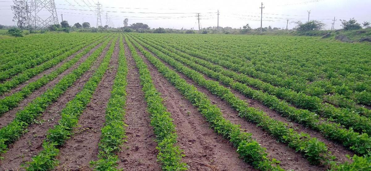 જમીન વેચવા ની છે