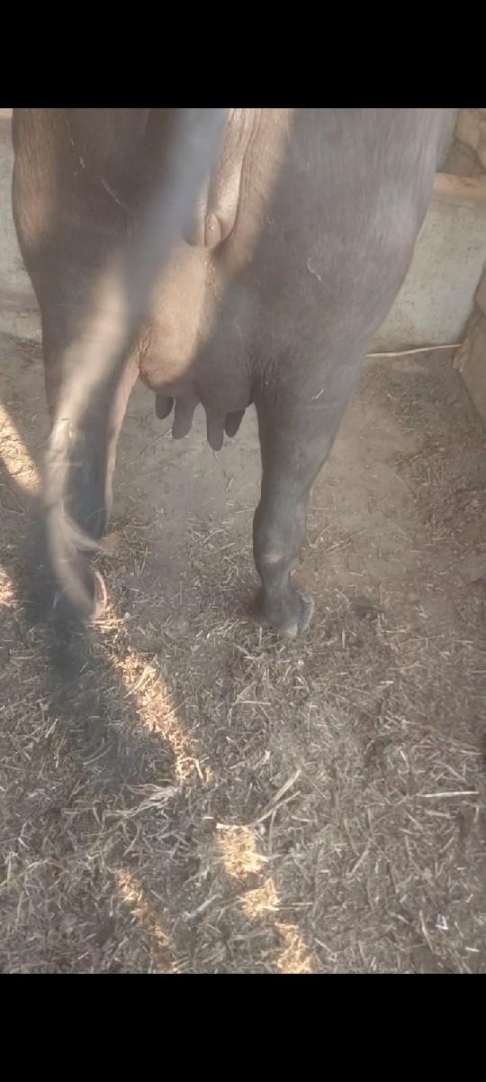 બીજું વેતર ખળેલી