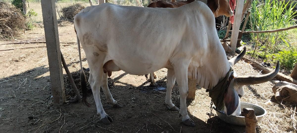 થંબનેલ 3