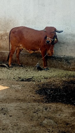 2 gay vechwani se kimt 60000