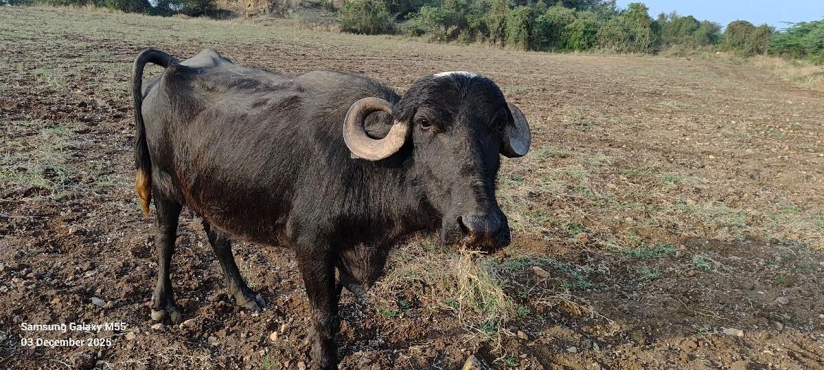 થંબનેલ 2