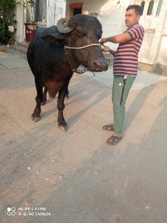 ભેસ વેચવા ની છે