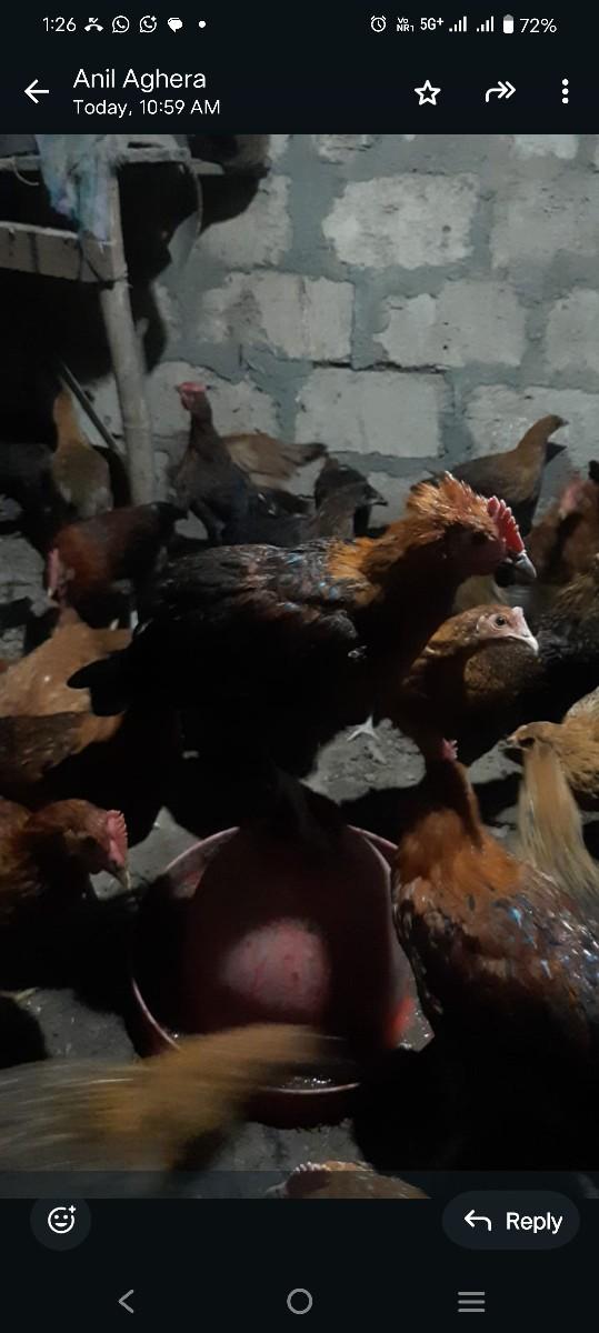 મુર્ગા વેચવાના છે