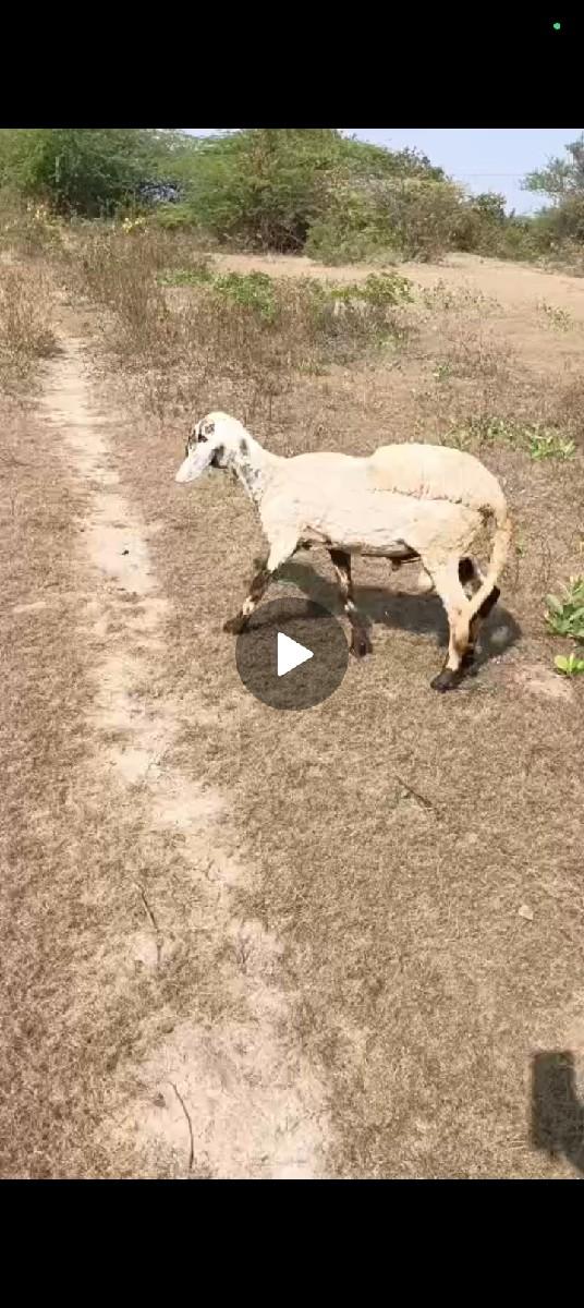 થંબનેલ 3