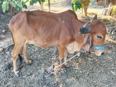 ગીર હોડકી વેશવાની સૅ