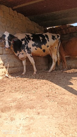 ગાય વેચવાની છે દસથી બાર દિવસ  ની