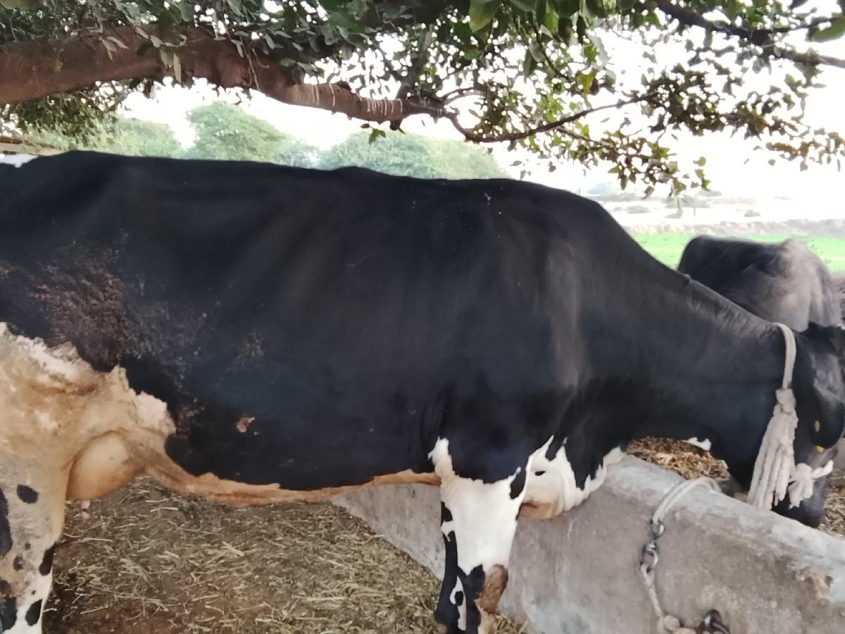 hf gay vechavani che