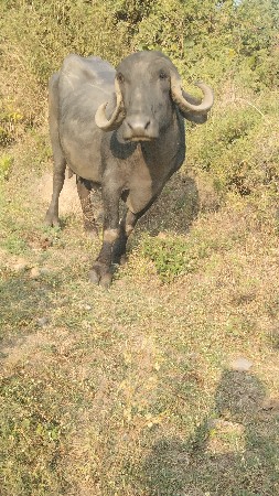 थंबनेल 3