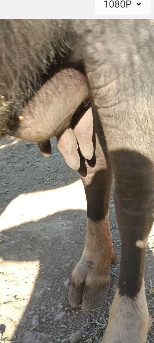 થંબનેલ 2