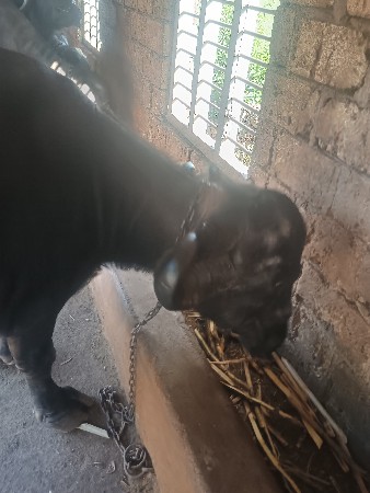 थंबनेल 3