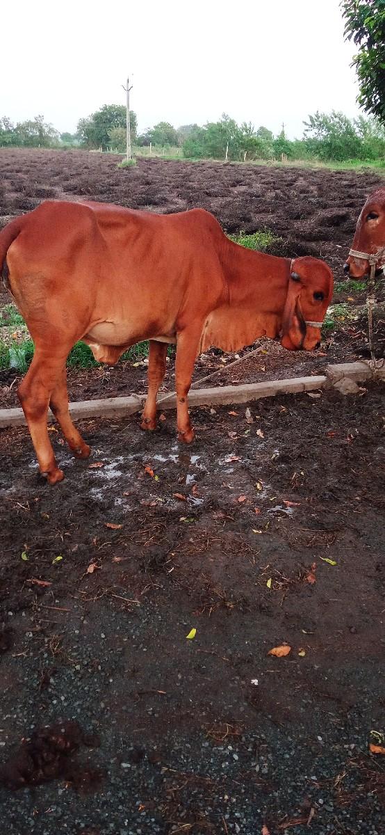 બે ગીર વાંસળી વેચવાની છે