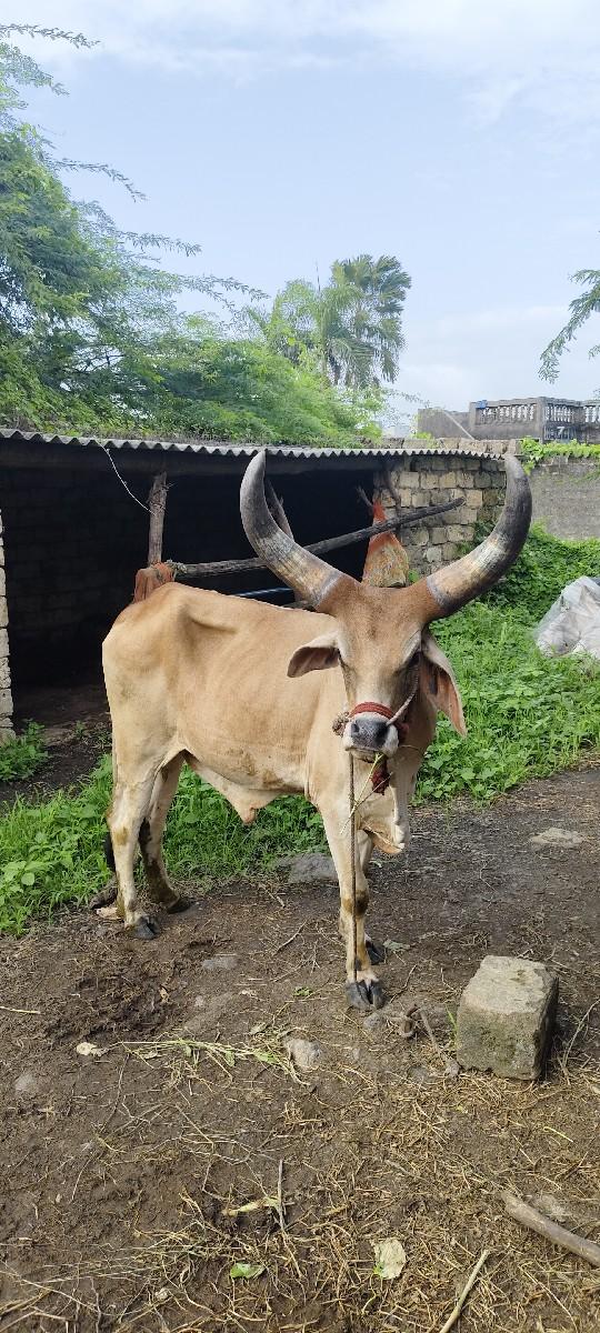 थंबनेल 3