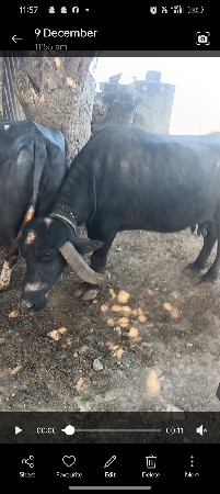 થંબનેલ 3