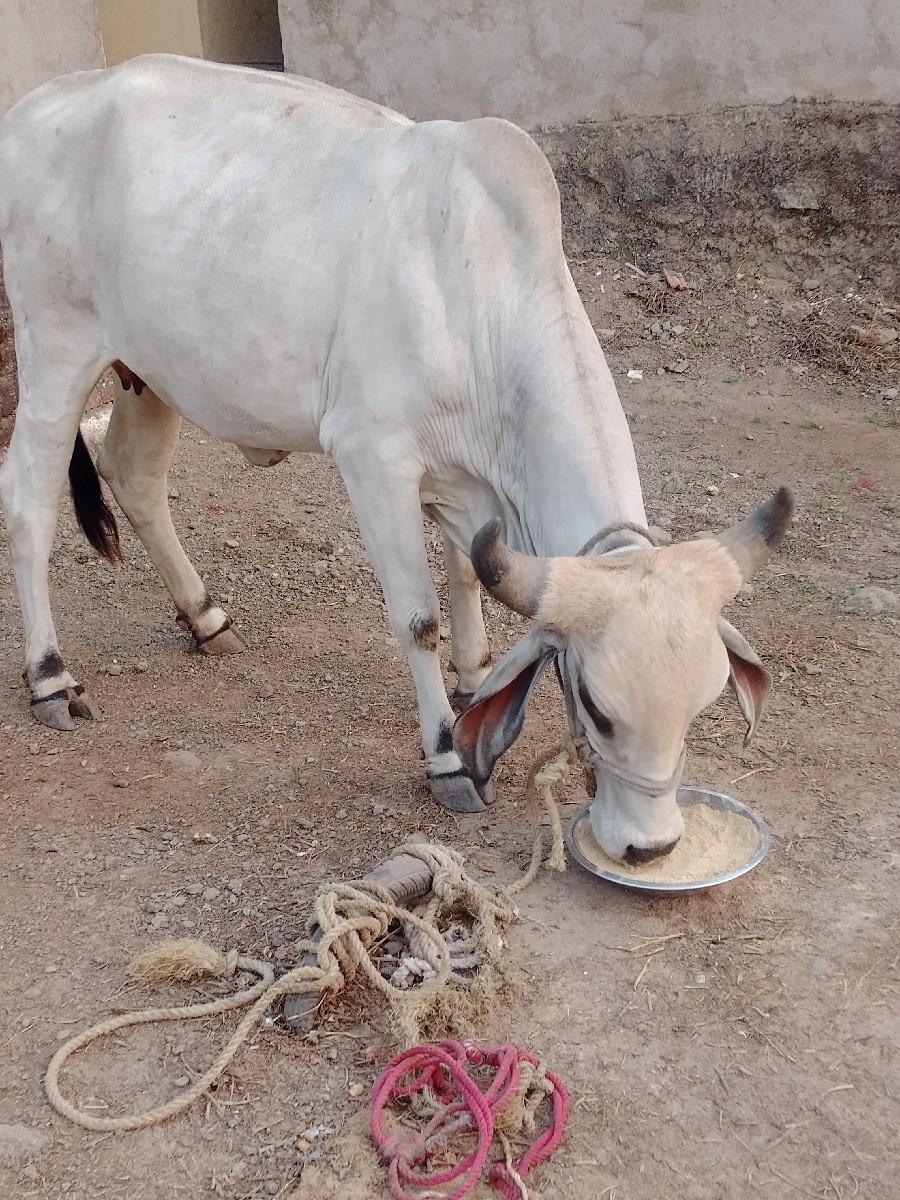 થંબનેલ 2