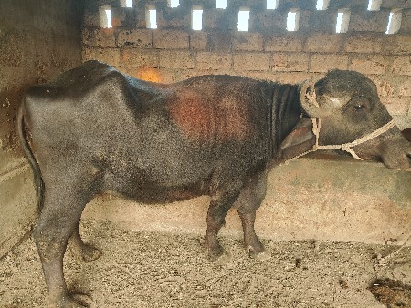 પેલા વેતર ની ભેંસ વેચવાની છે