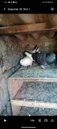 વેચવાના છે