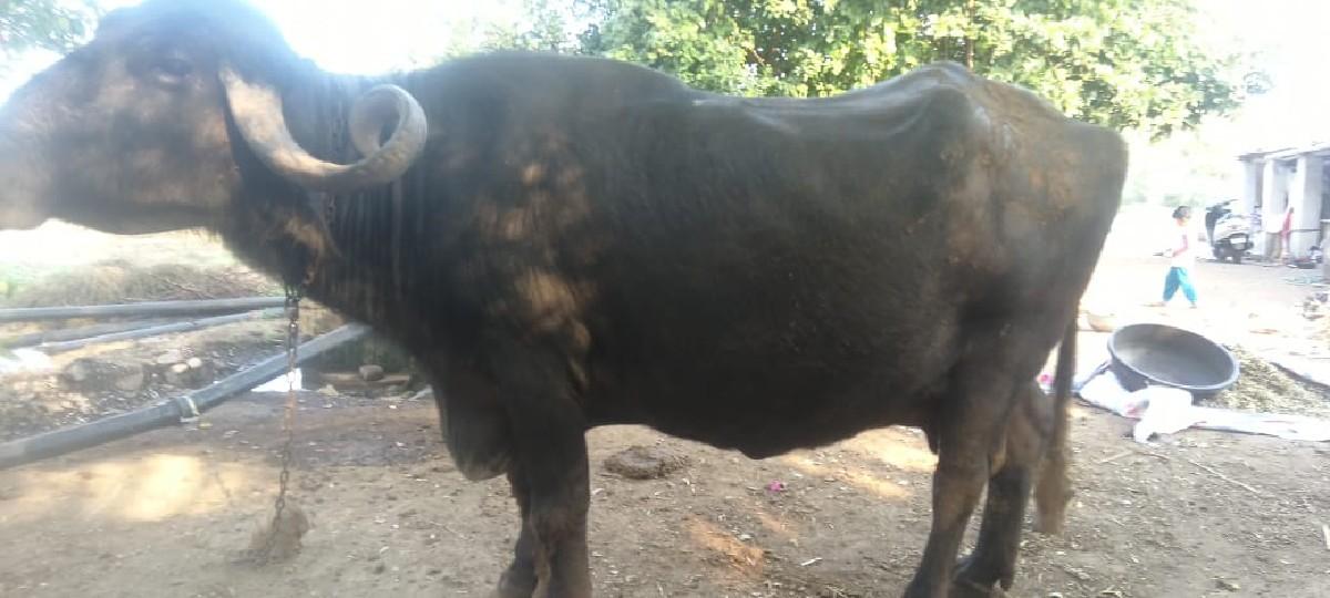 થંબનેલ 2