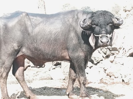 थंबनेल 3