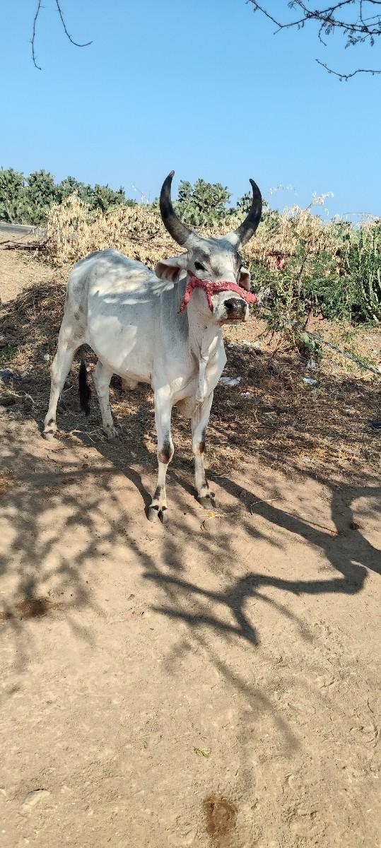 थंबनेल 3