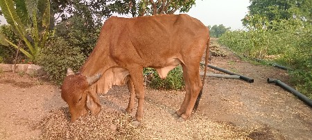જસદણ ગીર વાચડી વેચવા ની છે