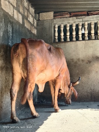 સોન કપીલા ગાય વેચવાની છે