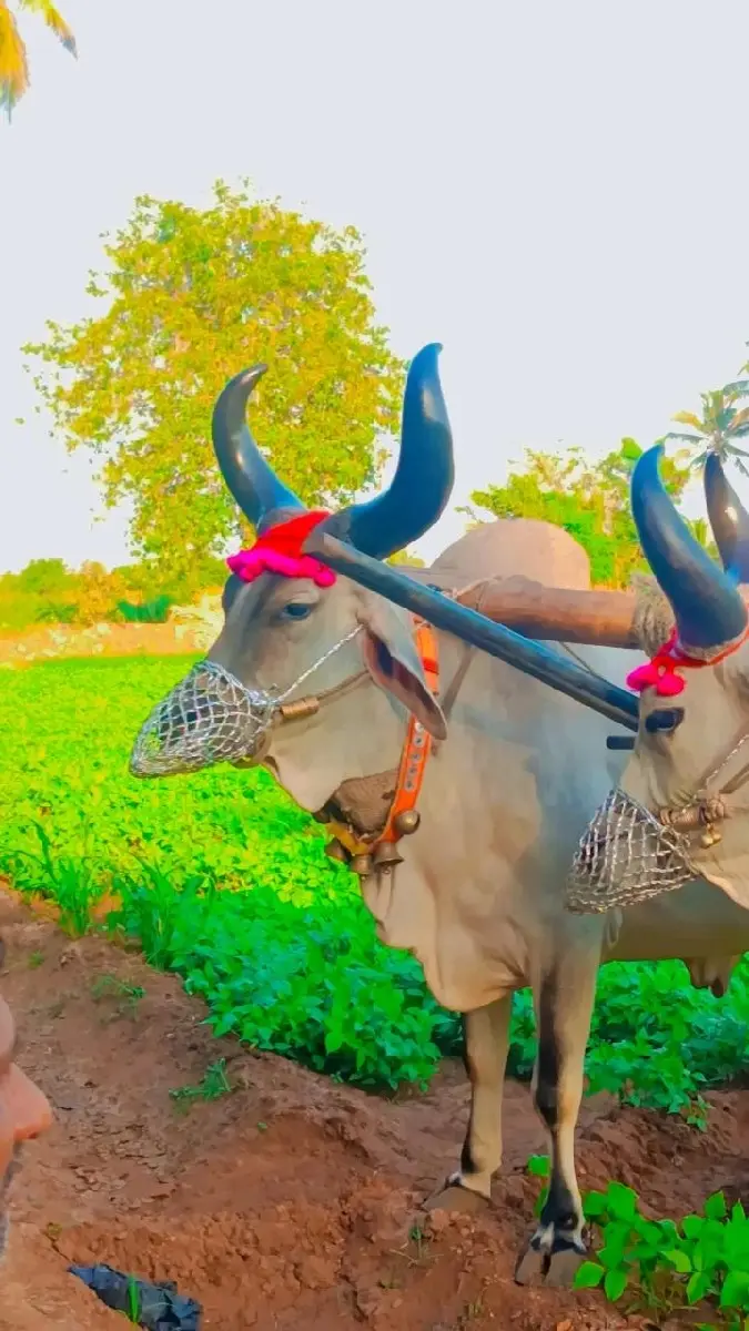 એક વાવણી વાઇકલ છે