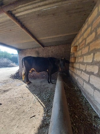 ગાય વેચવાની છે