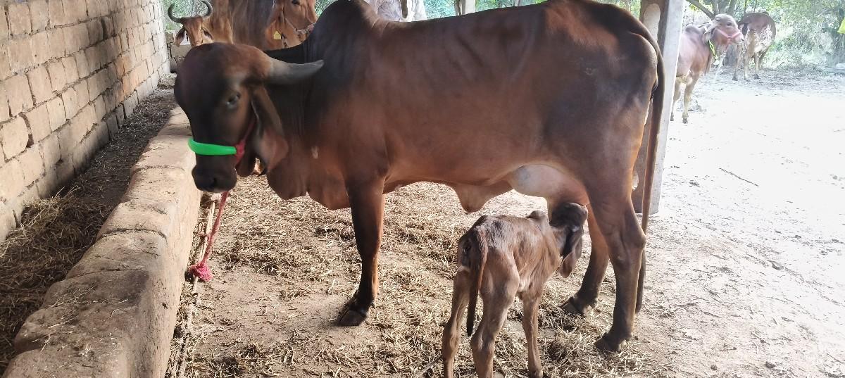 ગાય વેચવાની છે