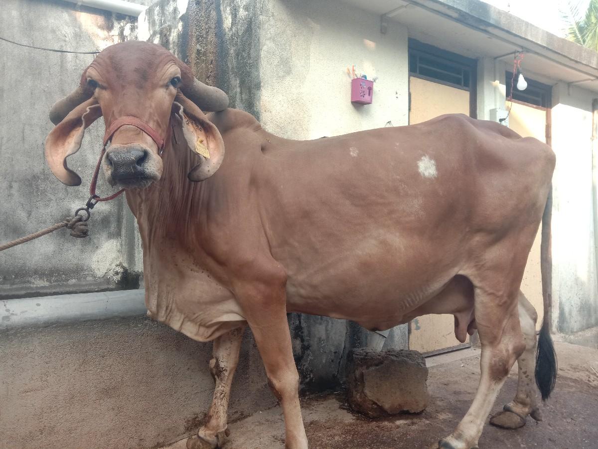 થંબનેલ 2