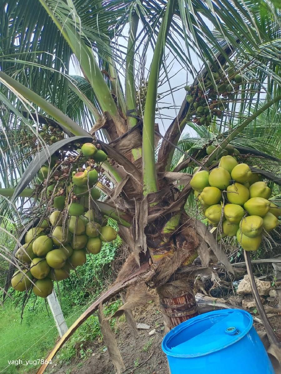 થંબનેલ 2