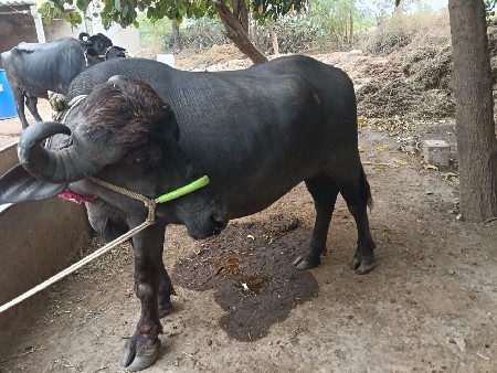 થંબનેલ 2