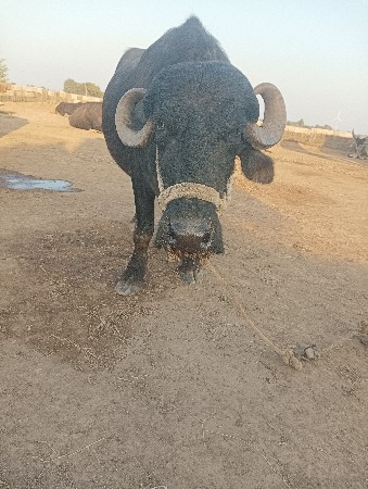 ખડેલી વેચવાની છે