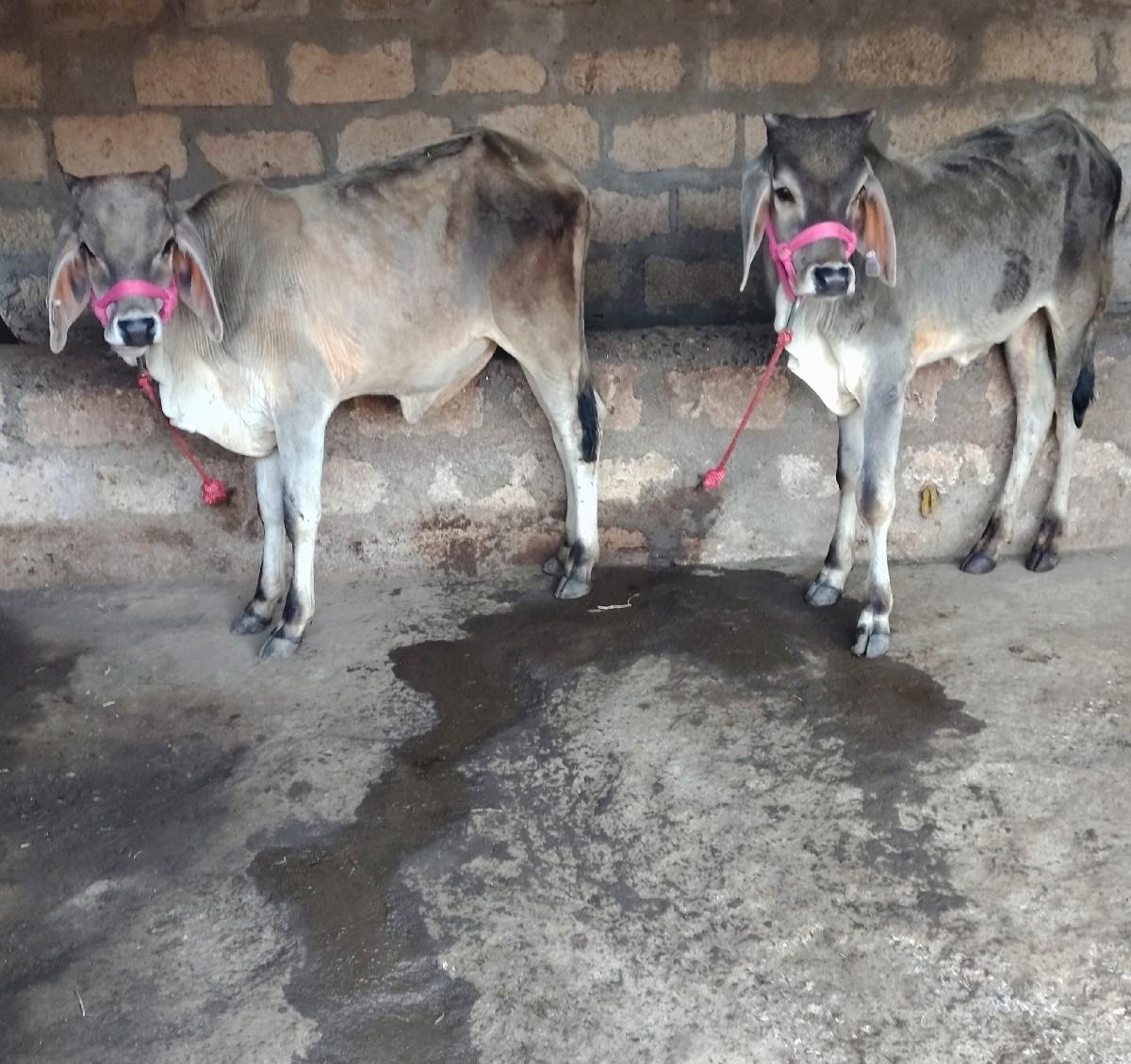 ગોંઢલા છે